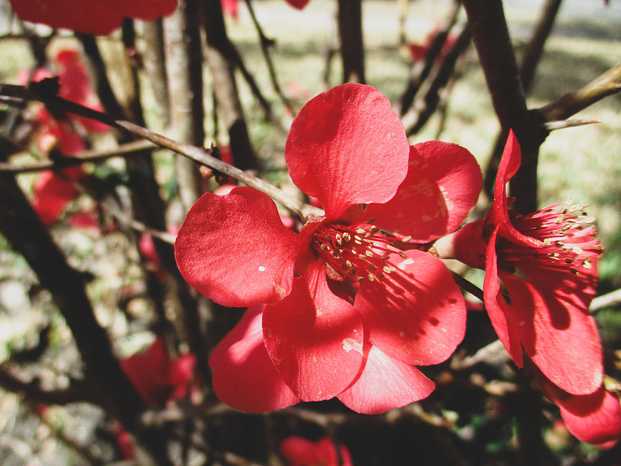 Japanese Quince Photograph by Windy Craig