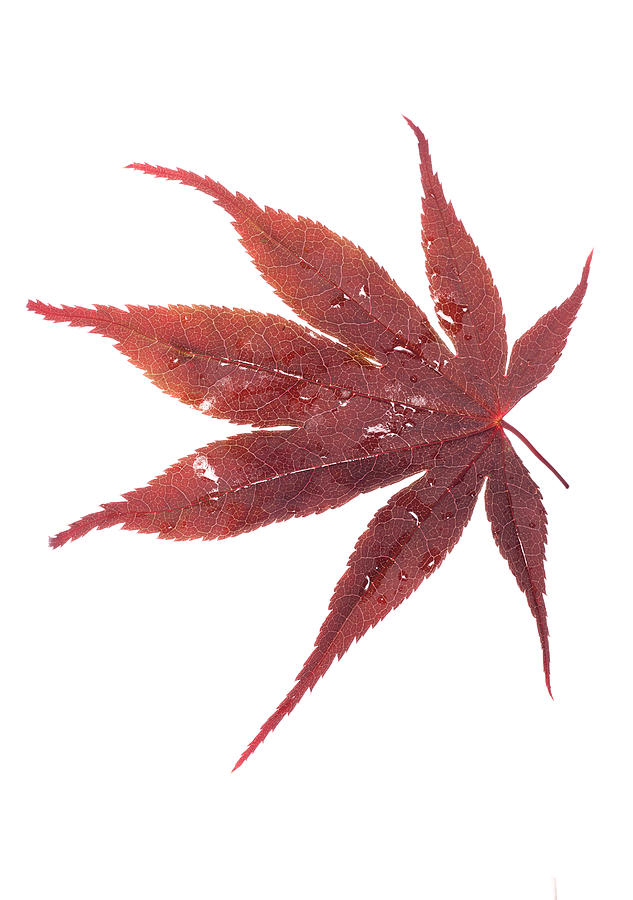 Japanese Red Leaf Maple Photograph by Chrisbrignell