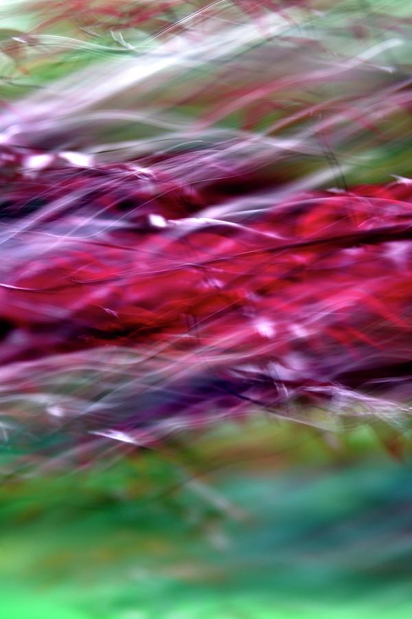 Japanese Red Maple Branch ICM Photograph by Jerry Sodorff