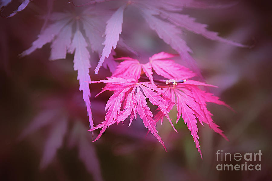 Japanese Red Maple Leaves Photograph by Sharon McConnell
