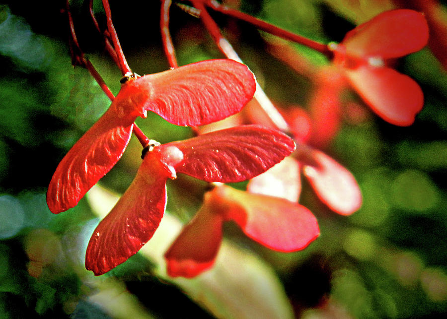 Nature Photograph - Japanese Red Maple Tree Seed Pods by Susan Maxwell Schmidt