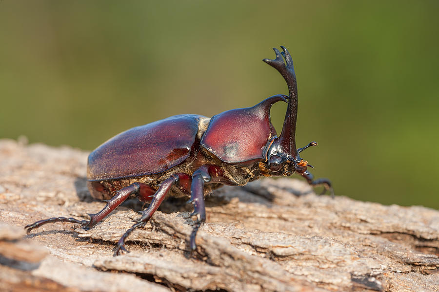 Japanese rhinoceros beetle Photograph by Jeff Lepore