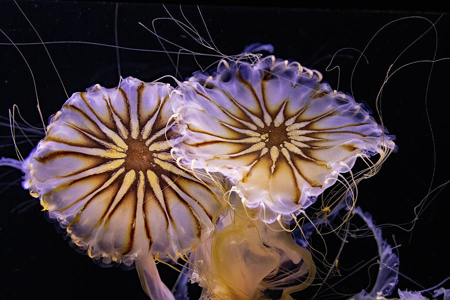 Japanese Sea Nettle Photograph by Bob Cournoyer