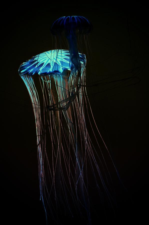 Japanese Sea Nettles Jellyfish #3 Photograph by Marianna Mills