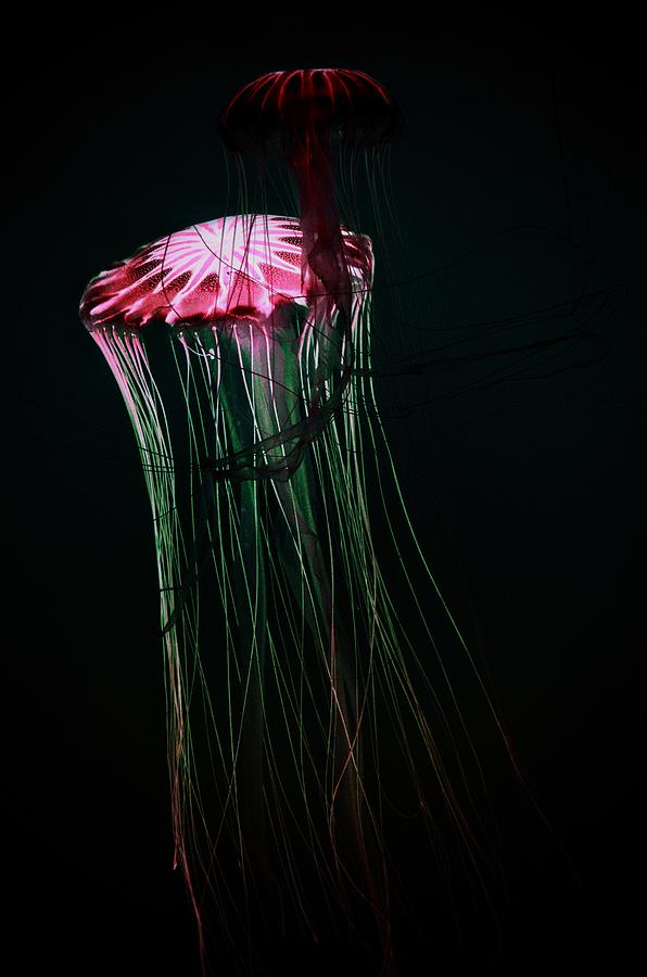 Japanese Sea Nettles Jellyfish #4 Photograph by Marianna Mills