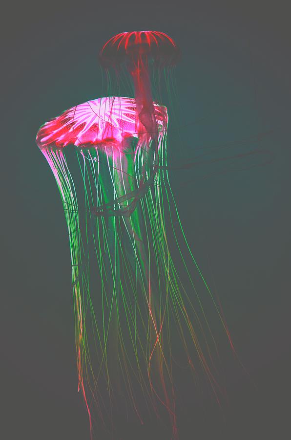 Japanese Sea Nettles Jellyfish #5 Photograph by Marianna Mills