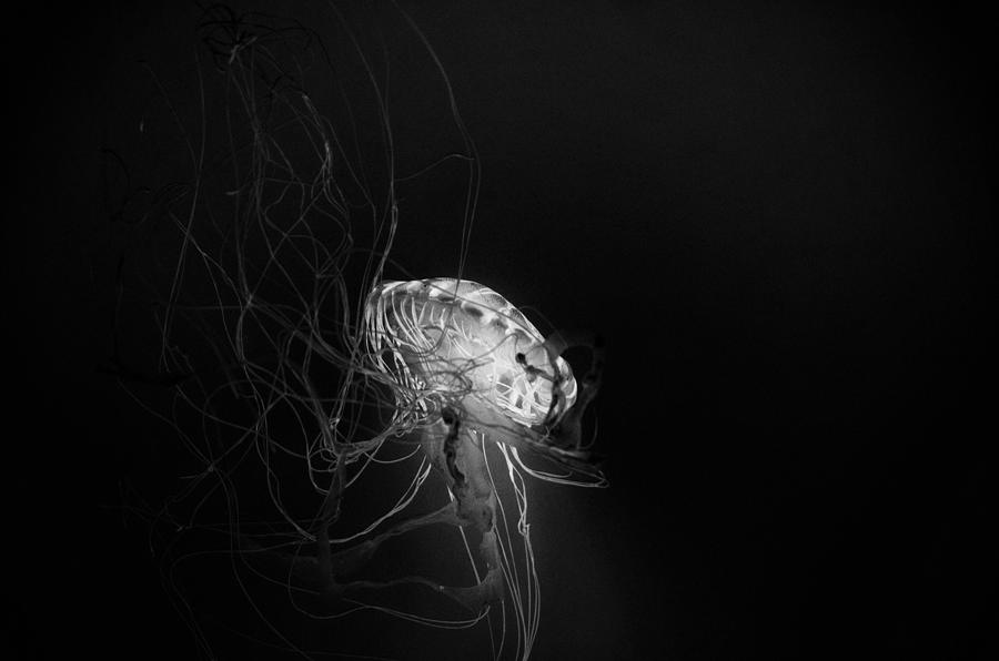 Japanese Sea Nettles Jellyfish - Black and White Photograph by Marianna Mills