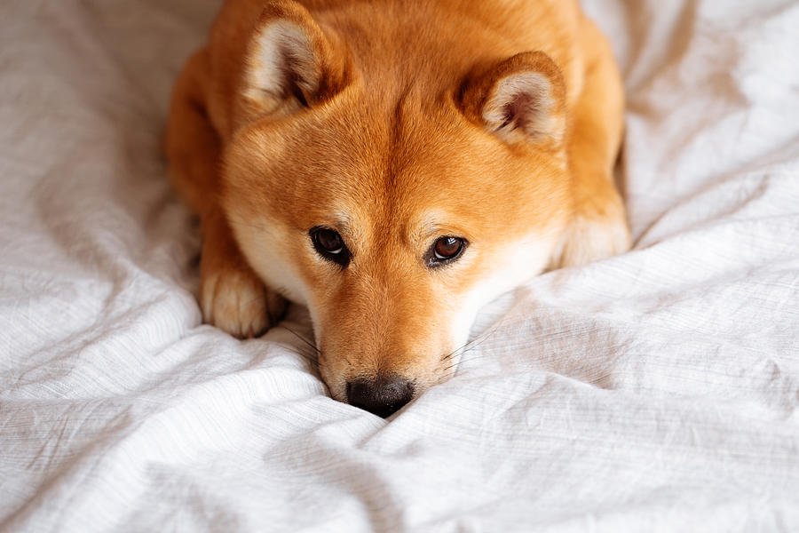Japanese Shiba Inu dog on the bed at home Photograph by Amax Photo
