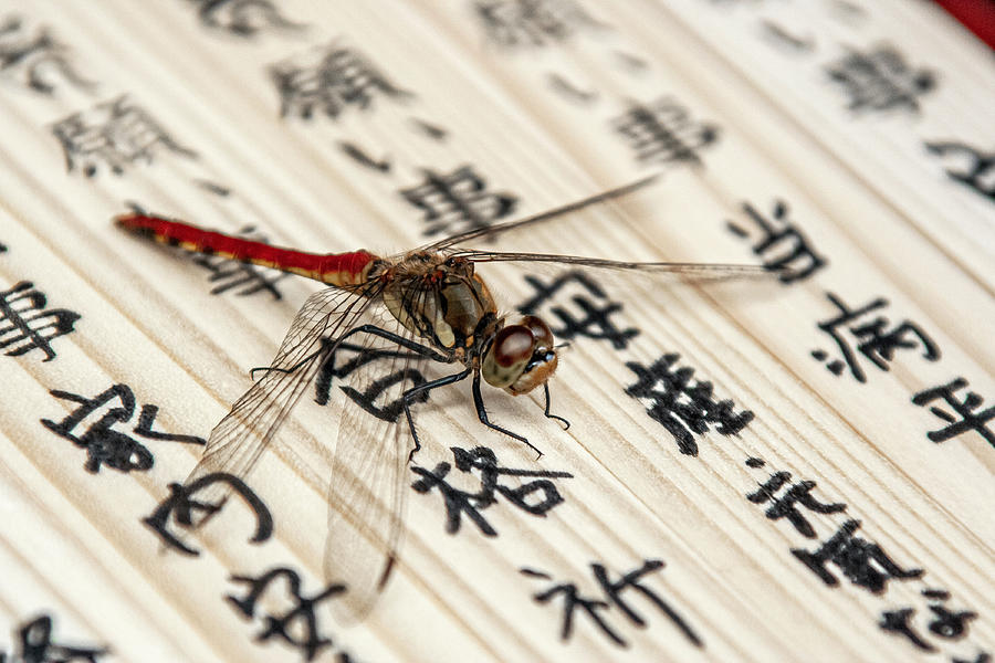 Red Dragonfly Sitting on Basla Wood  Photograph by Matthew Bamberg