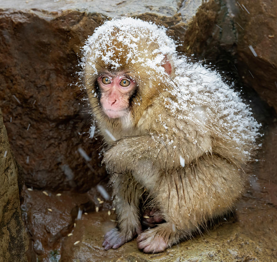 Japanese Snow Monkey III Photograph by Joan Carroll