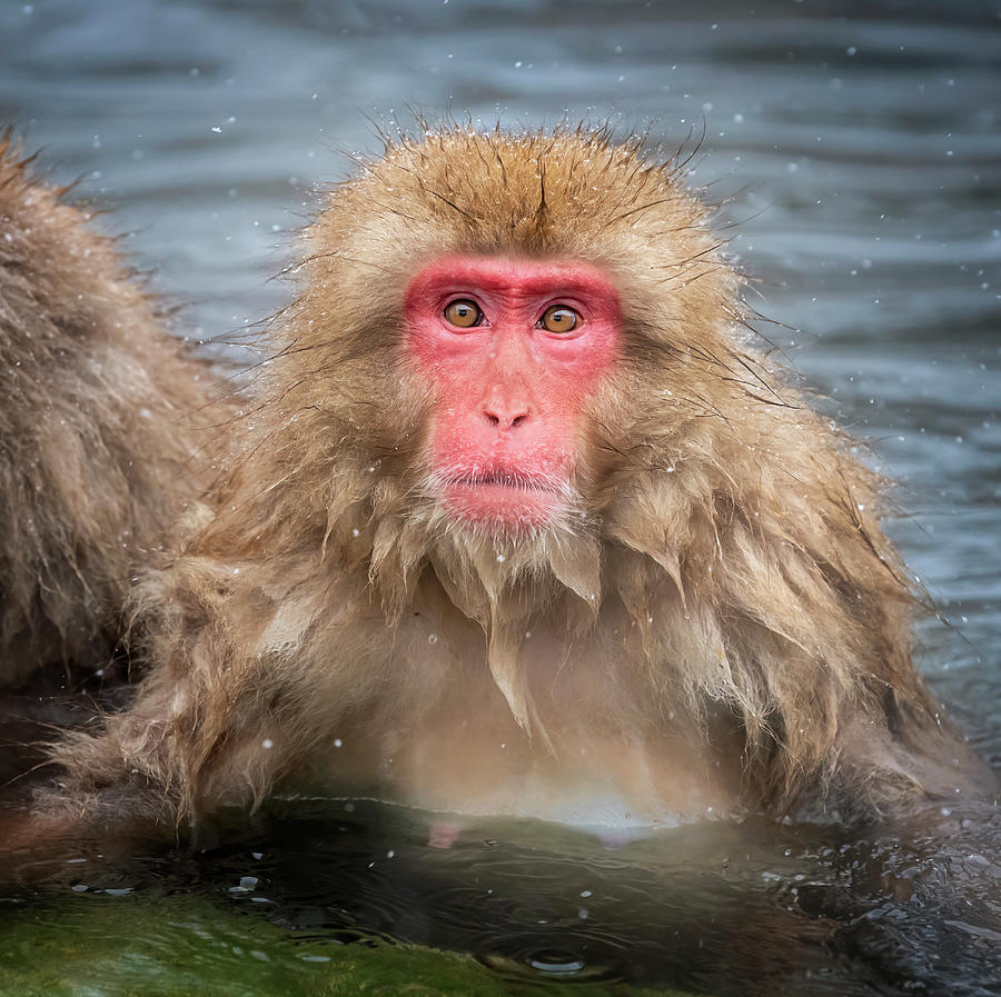 Japanese Snow Monkey IV Photograph by Joan Carroll