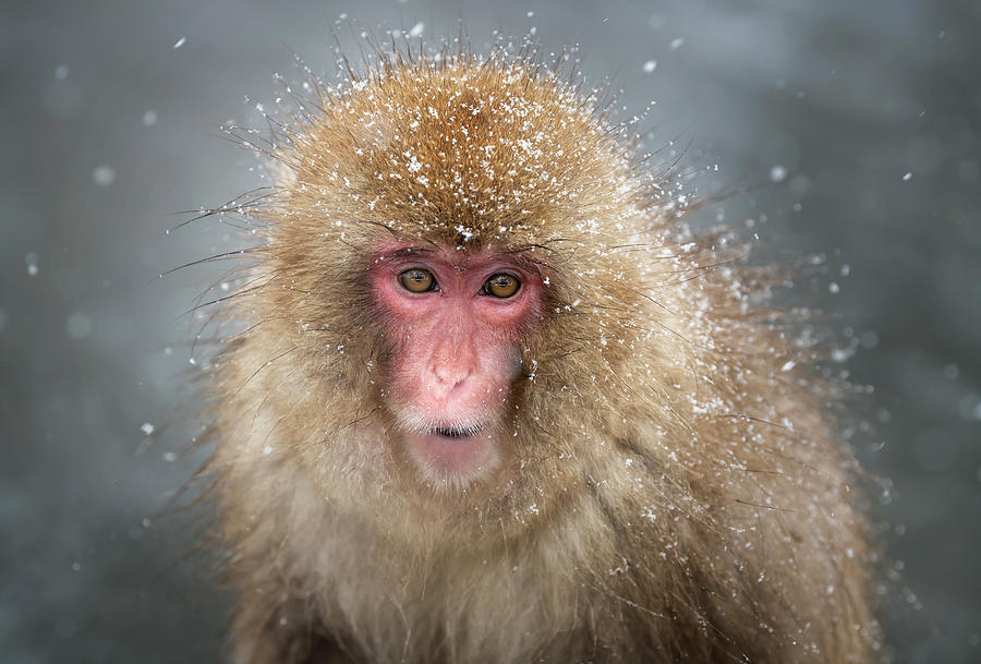 Japanese Snow Monkey Photograph