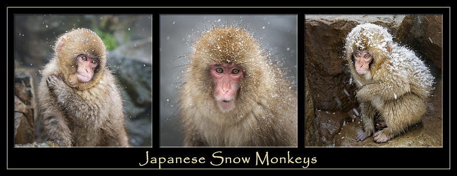 Winter Photograph - Japanese Snow Monkey Poster by Joan Carroll