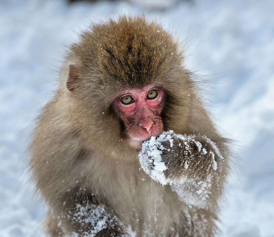 Japanese Snow Monkey V Photograph