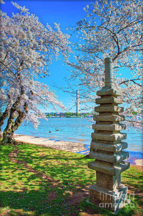 Japanese Stone Pagoda Cherry Blossom trees Washington DC Photograph by David Zanzinger