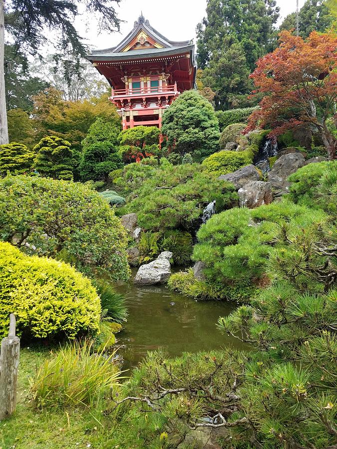 Japanese Tea Garden Photograph by Pedro Romero - Fine Art America