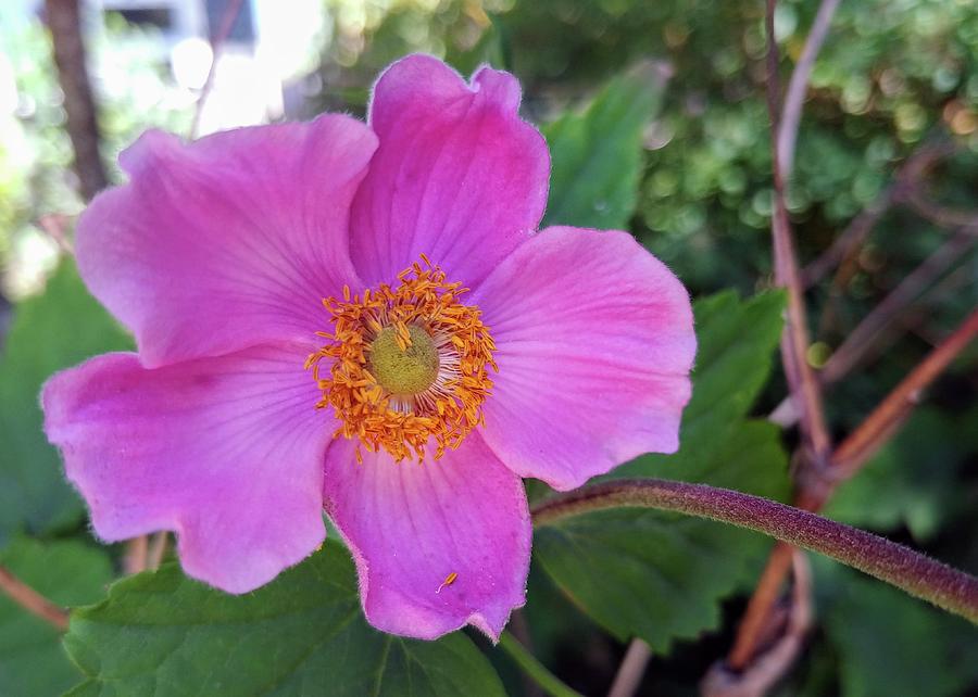 Japanese Thimble Photograph by Darrell MacIver Fine Art America