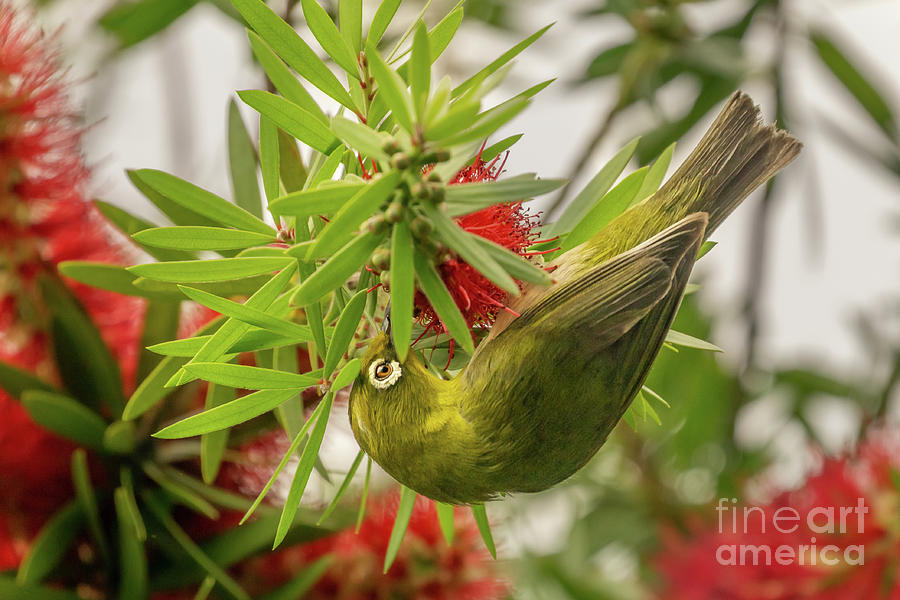 Animal Photograph - Japanese White-Eye Bird Hangs from a Bottlebrush Flower by Nancy Gleason
