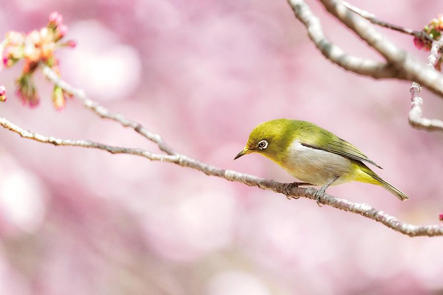 Japanese White Eye Bird Mixed Media by New Art Designs - Fine Art America