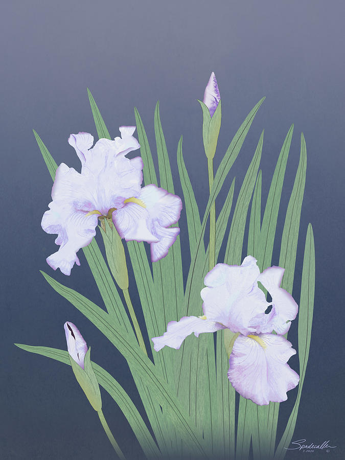 Flowers Still Life Digital Art - Japaneses Water Iris by M Spadecaller