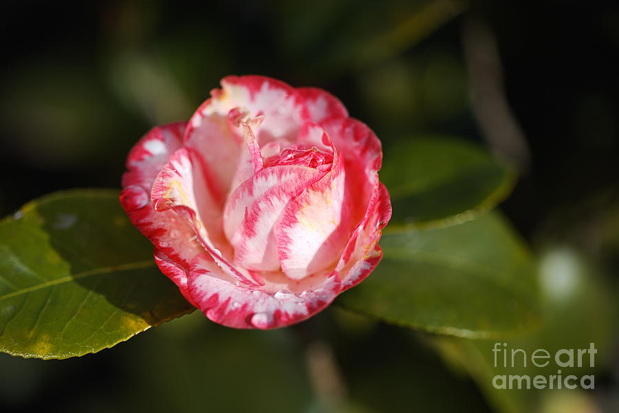 Japonica Camellia  Photograph by Joy Watson