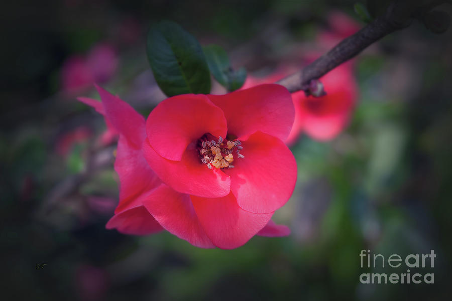Japonica - Flowering Quince Photograph by Elaine Teague