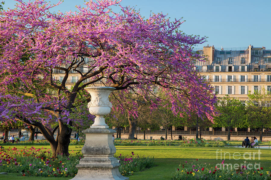 Jardin Des Tuileries - Paris France Photograph