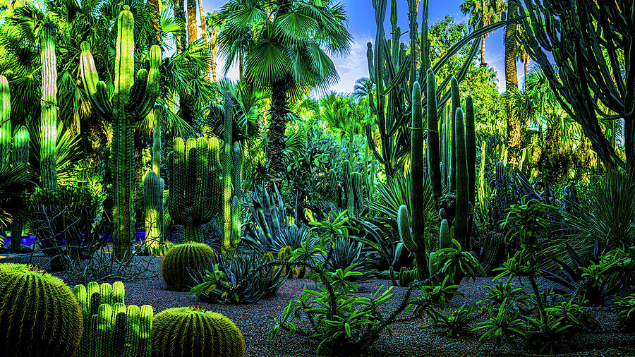 Jardin Majorelle Photograph by Chris Lord