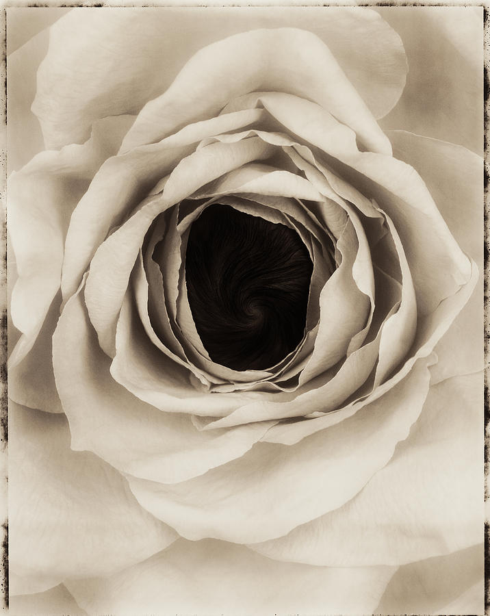 Sepia Photograph - Jared in the Rose by Anne Geddes