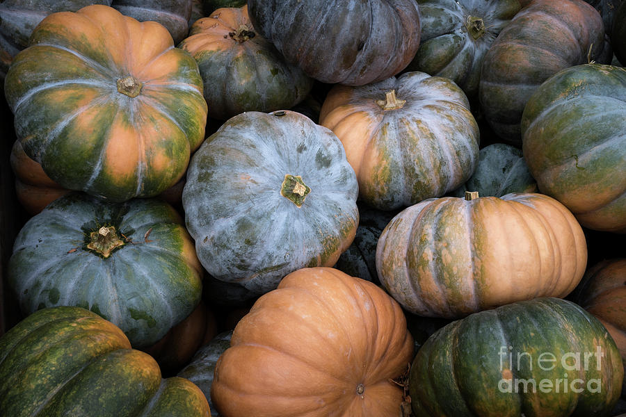 Jarrahdale heirloom pumpkins Photograph by Elena Elisseeva