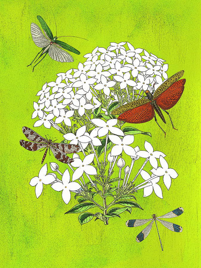 Jasmin and Dragonflies Digital Art by Lorena Cassady