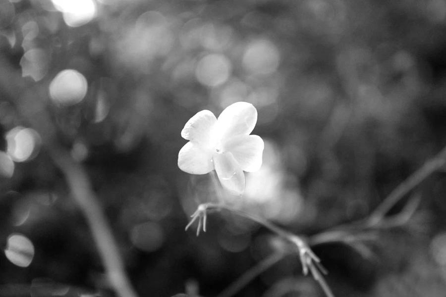Flower Photograph - Jasmine Flower by Angela Zafiris