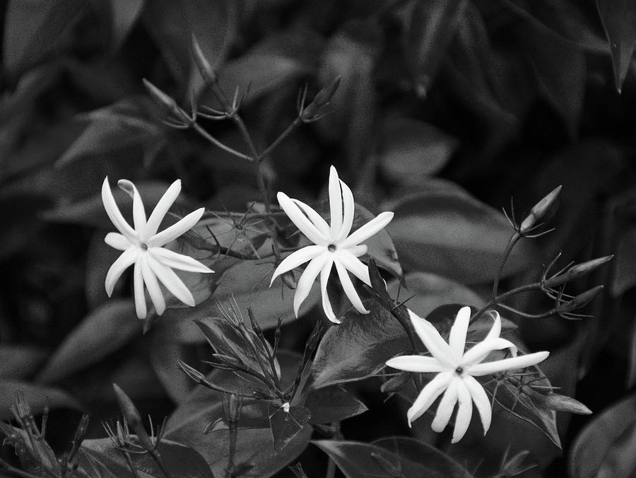 Jasmine Flowers Black And White  Photograph by Christopher Mercer