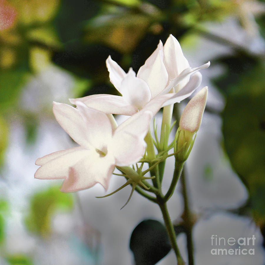 Jasmine Flowers Photograph by Galina Lavrova - Pixels