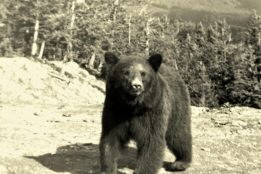 Jasper Bear  Late 40s, Photograph by Brian Sereda
