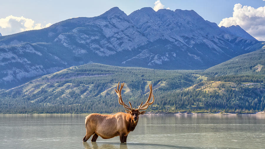 Jasper Elk Photograph by James Anderson Fine Art America