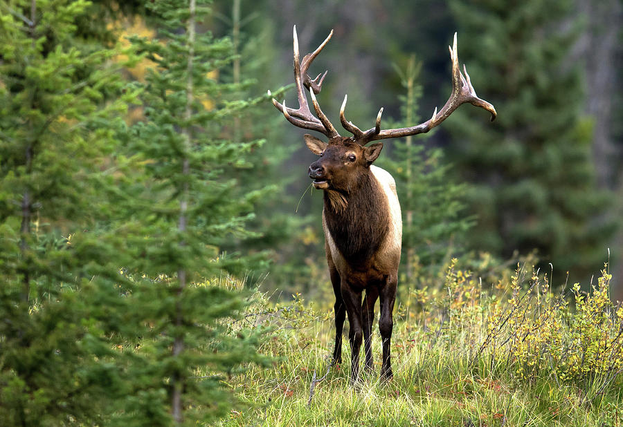 Jasper  Elk Photograph by Shari Sommerfeld