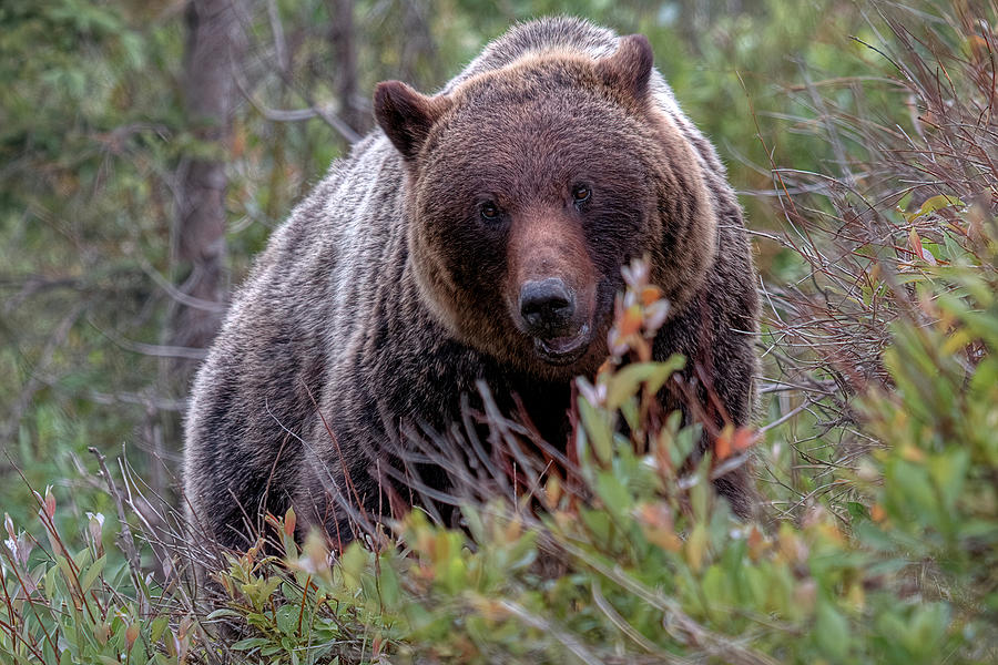 Jasper Grizzly Photograph by James Anderson - Fine Art America