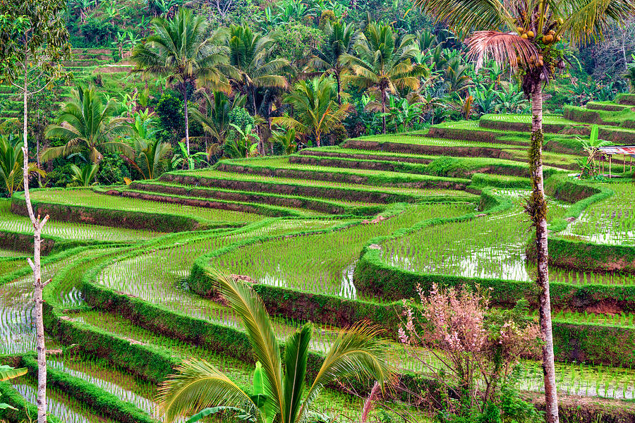 Jatiluwih the biggest rice terraces landmarks in Bali Photograph by Mauro Tandoi