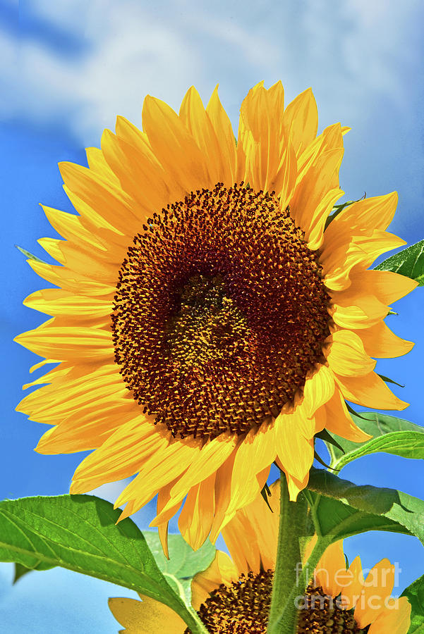 Jaunty Autumn Sunflower Photograph