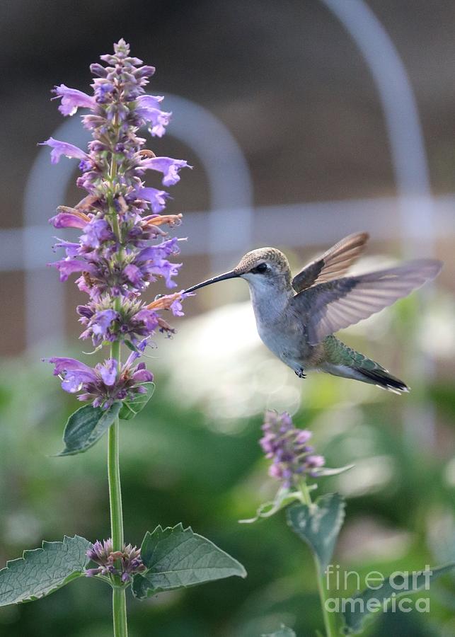 Jaunty Hummingbird Photograph by Carol Groenen