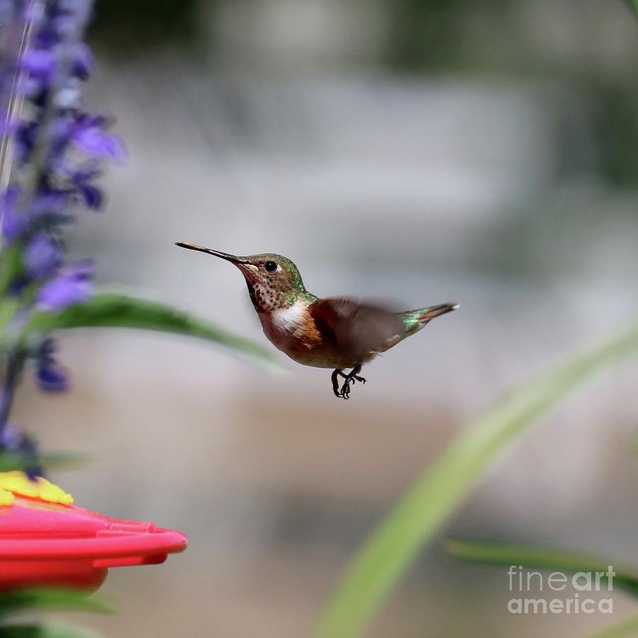 Jaunty Hummingbird Square Photograph by Carol Groenen