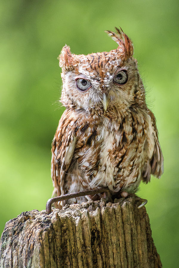 Jaunty owl Photograph by Robert Miller