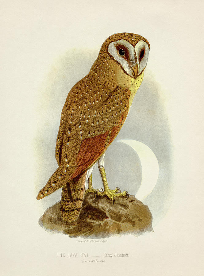 Java Owl - Strix javanica Painting by Hakon Soreide