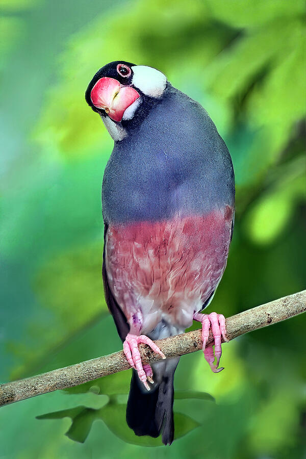 Java Sparrow Photograph by Marcia Colelli - Fine Art America