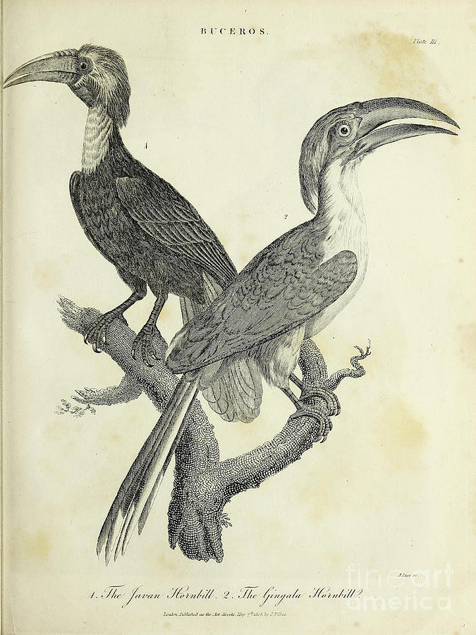 Javan Hornbill And The Gingala Hornbill H2 Drawing