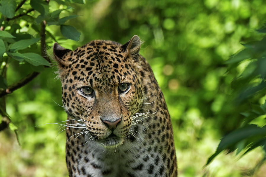 Javan Leopard Close Up Photograph by Arterra Picture Library - Fine Art ...