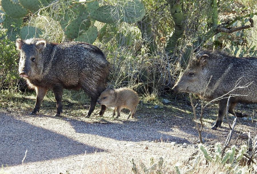 Javelina Family Photograph by Amber Bean - Fine Art America