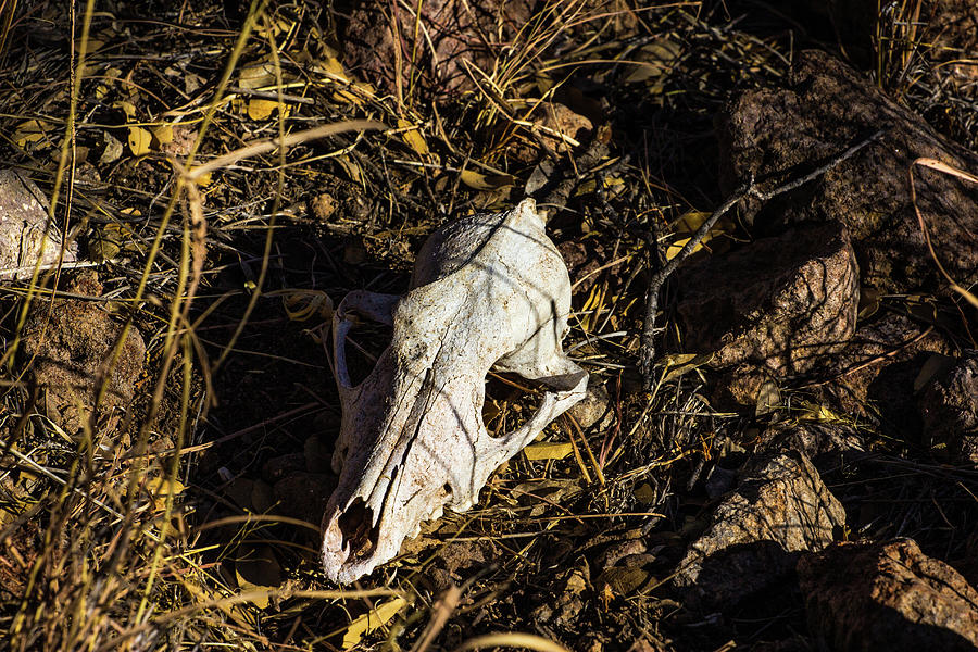 Javelina Skull 001104 Photograph by Renny Spencer