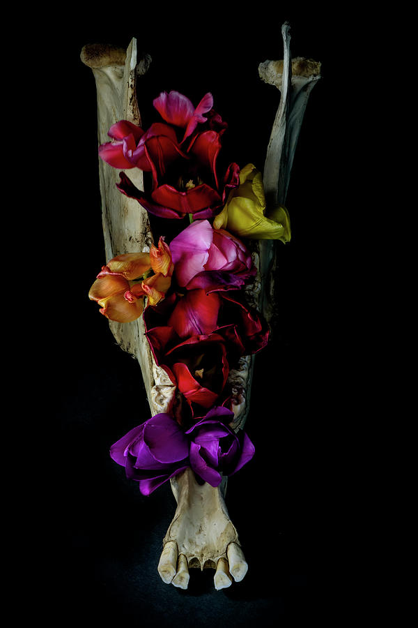 Jaw Bouquet with Tulips Photograph by Art Whitton